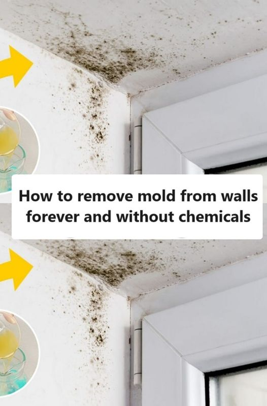 How to remove mold from walls forever and without chemicals