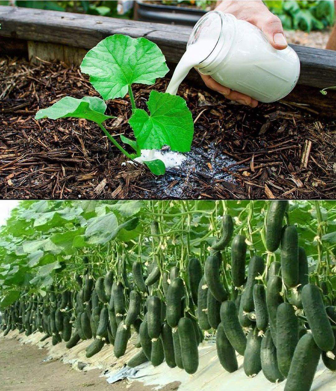 Double the Yield of Cucumbers with Natural Fertilizers: A Gardener’s Guide