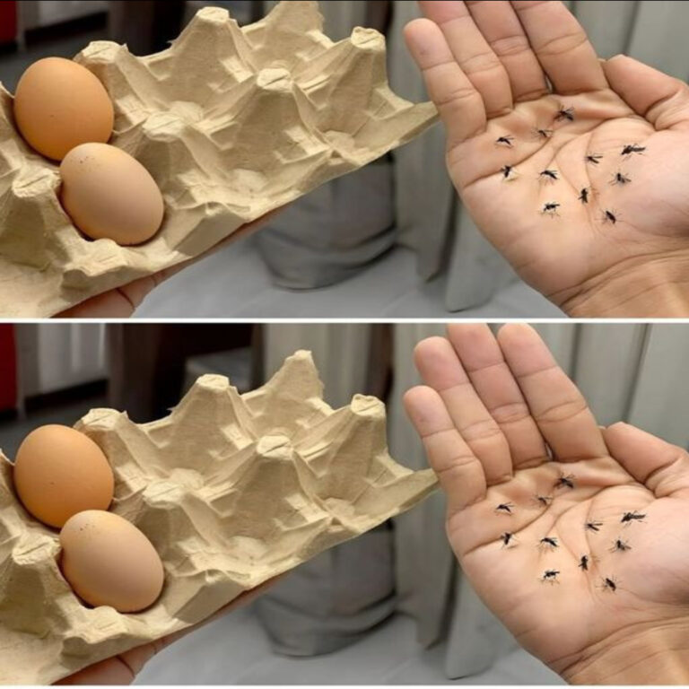 The ingenious combination of egg carton and carnation: your environmentally friendly mosquito shield