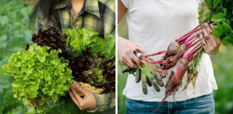 12 Winter Garden Vegetables – The Complete List of What You Can Grow